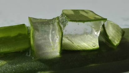 Así es por dentro una hoja de aloe