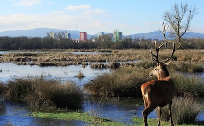 Un ciervo en los humedales de Salburua, a las afueras de Vitoria-Gasteiz.