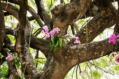 Epiphytic orchid clinging to a tree in Miami.