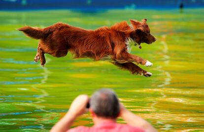 Un perro salta a la piscina durante una competición en Kamnik (Slovenia).