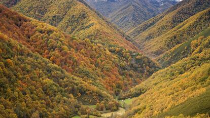 Bosque de Muniellos, en Asturias.