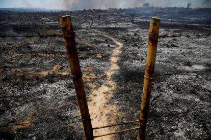 Tierra y árboles quemados y en el lado israelí de la frontera entre Israel y la Franja de Gaza.
