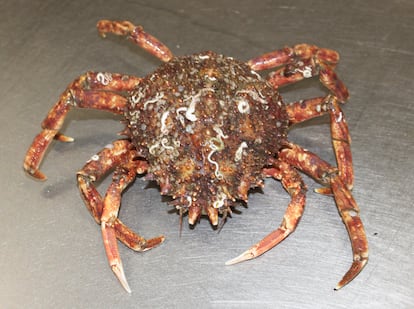 Centolla atlántica, de fuera de la ría gallega. Imagen proporcionada por O Percebeiro.