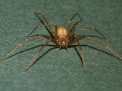 Una araña reclusa marrón.
