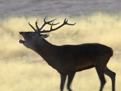 Broncano animales La Revuelta