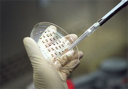 Manipulación de una placa con células madre en el Instituto Salk de San Diego (California). 

/ ULY MARTÍN