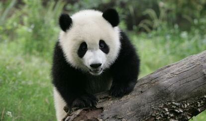 The discovery offers evidence that today&#039;s giant pandas may have originated in Europe rather than Asia.