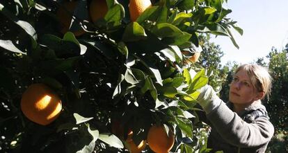 Una inmigrante recoge naranjas en una finca en Sevilla.