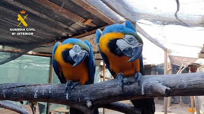 Desmantelada una red internacional de tráfico de especies protegidas, la mayoría aves exóticas