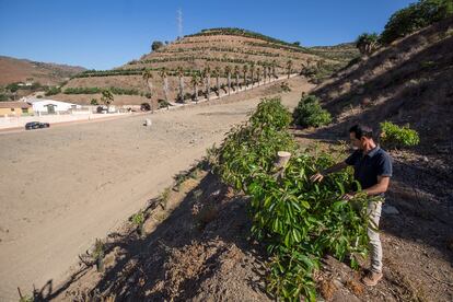 El presidente de la Asociación Española de Tropicales, Domingo Medina, revisa una de sus plantaciones de frutas tropicales afectadas por la escasez de agua que sufre la zona de la Axarquía.  