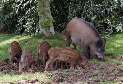 Jabalíes en Collserola.