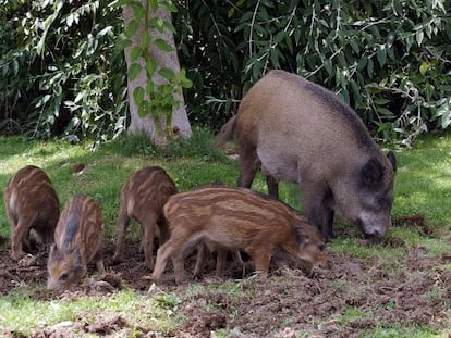 Jabalíes en Collserola.