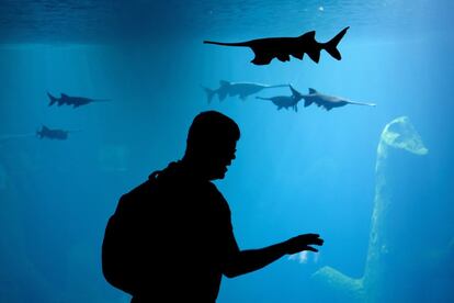 Un visitante observa varios peces durante la jornada abierta a la prensa de Aquatis, el mayor acuario-vivero de agua dulce de Europa, en Lausana (Suiza).