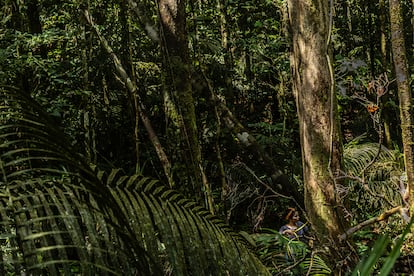 La investigadora Vanessa Rubio tomaba medidas de un tronco de árbol para clasificarlo como gigante, el 15 de mayo. 