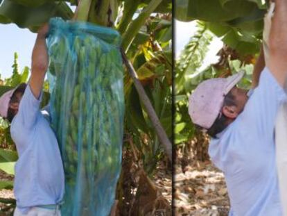 Un proyecto de la Universidad de las Palmas impulsa el reciclaje de la fibra de la platanera para la fabricación de bolsas biodegradables y su aplicación en los campos de cultivo del archipiélago