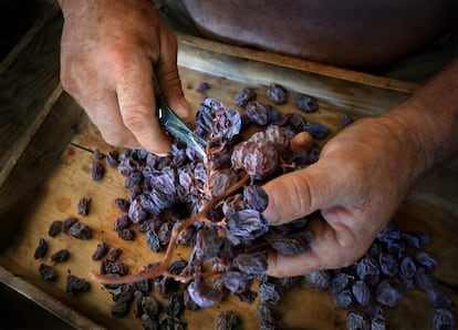 La labor manual del picado o desgrane de cada una de las pasas de los racimos de soleados, en la comarca malagueña de la Axarquía.