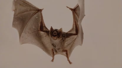 Vampiro mexicano en una fotografía en la exposición en el congreso.