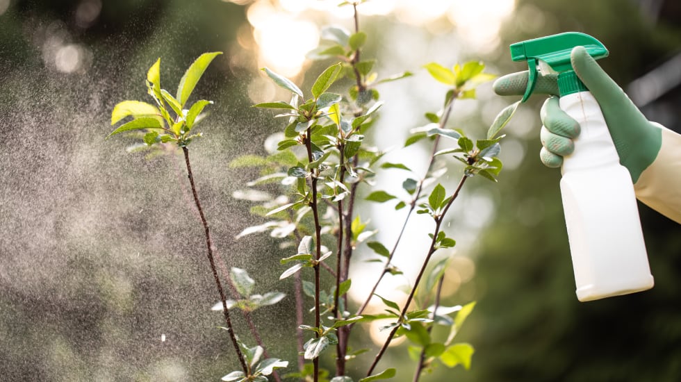La aplicación de este insecticida se debe hacer diluyéndolo en agua.