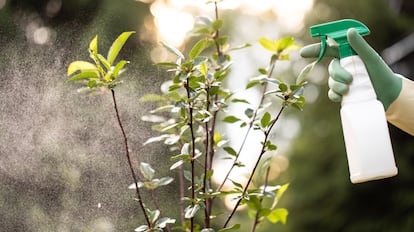 Insecticida concentrado seguro para plantas y arbustos domésticos.