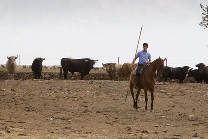 Tres días seguidos de asueto son una quimera en el verano de una figura del toreo. Talavante apura los ratos libres en su finca de Olivenza.