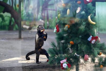 Un mono coge pequeños regalos de un árbol de Navidad en el zoo de Zhengzhou (China).
