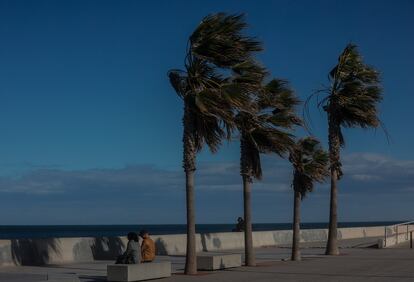 Varias palmeras son afectadas por el viento, en Valencia.