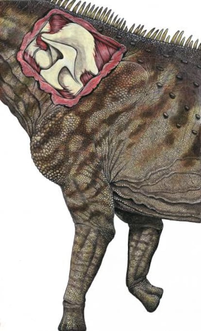 El dibujo ilustra la reconstrucción de la vértebra del nuevo dinosaurio