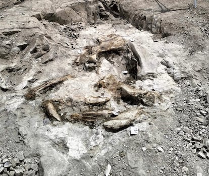 Remains of elephant bones from Villa de Vallecas before extraction and and cleaning.