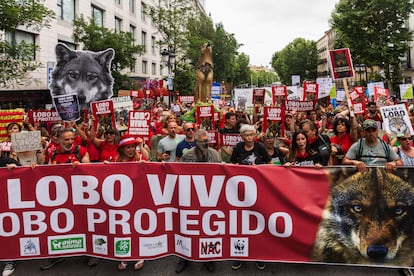Miles de personas marchan este domingo en Madrid bajo el lema "Lobo vivo, lobo protegido".