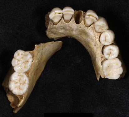 La mandíbula fósil de un adolescente neandertal hallada en Valdegoba (Burgos).