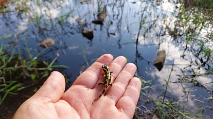 Salamandra juvenil junto a una charca.