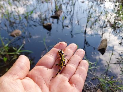 Salamandra juvenil junto a una charca.