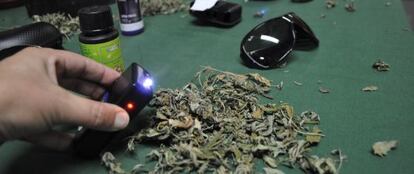 Marihuana decomisada en Galapagar y alrededores.