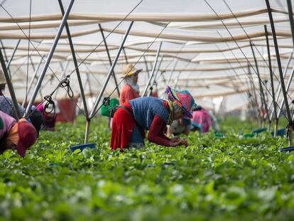 Temporeras marroquíes trabajan en un invernadero de fresas de la provincia de Huelva.