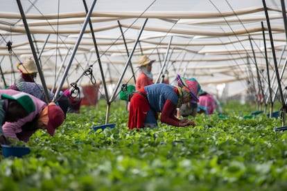 Temporeras marroquíes trabajan en un invernadero de fresas de la provincia de Huelva.
