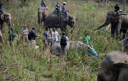 Un macho grande, de unos 12 años, fue localizado por los guardabosques en el Parque Nacional de Chitwan después de una búsqueda de cuatro horas sobre elefantes.