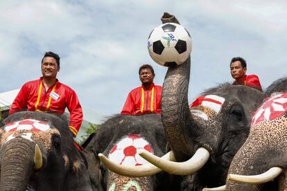 Elefantes participam de um jogo de futebol em Ayutthaya (Tailândia).