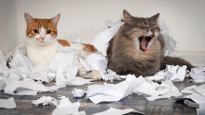 Dos gatos acostados en el suelo sobre restos de papel.