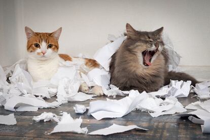 Dos gatos acostados en el suelo sobre restos de papel.