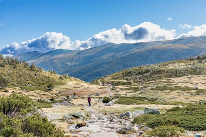 Madrid oculta encantadores refugios de lo salvaje, como el valle de la Angostura. Encajonado entre las moles del Cuerda Larga y el macizo de Peñalara, forma un corredor forestal repleto de joyas botánicas como este tejo de Barondillo, el árbol más viejo —supera los 1.500 años de existencia— de la sierra de Guadarrama. Declarado “árbol singular” por la Comunidad de Madrid, ya crecía en el valle antes de que los romanos construyesen sus célebres calzadas en la sierra. No es el único ejemplo, ya que aquí hay toda una estimulante concentración de vetustos, milenarios y centenarios moradores del bosque, como tejos, abedules, acebos y pinos. En la foto, circo glaciar de Peñalara.