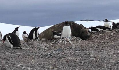 Otra vista de la Bahía Trinity, en la Antártida.