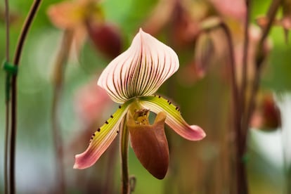 Los patrones de color de estas orquídeas son muy bellos y variados, como en este Paphiopedilum callosum.
