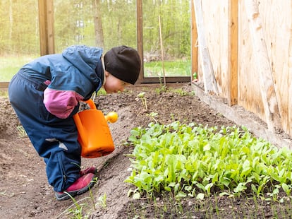 Una niña riega las plantas de un huerto ecológico.