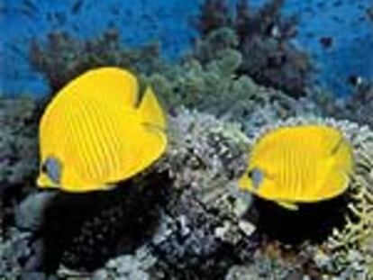 Pez mariposa (Chaetodon semilarvatus), que sólo se encuentra en el Mar Rojo.