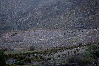 Árboles de palta secos en Petorca.