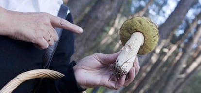 Ejemplar de boletus recién cogido.