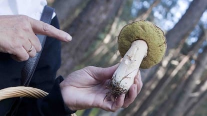 Ejemplar de boletus recién cogido.