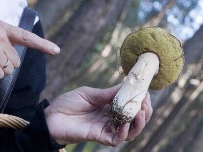 Ejemplar de boletus recién cogido.