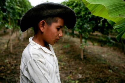 Agricultor que cultiva fruta de la pasión en Buga, Colombia.