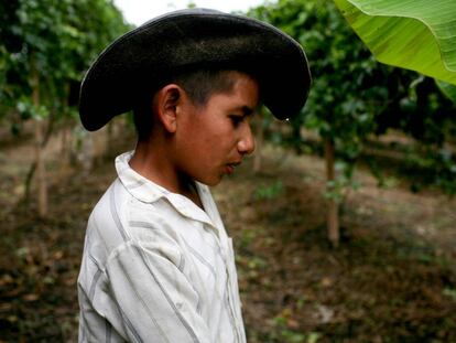 Agricultor que cultiva fruta de la pasi&oacute;n en Buga, Colombia. 